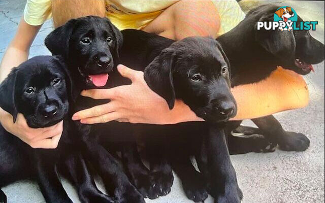 Black Labrador puppies for sale ( Melbourne)