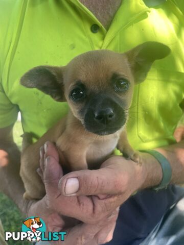 Pure short hair Chihuahua’s