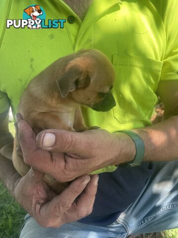 Pure short hair Chihuahua’s