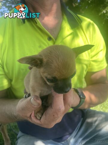 Pure short hair Chihuahua’s