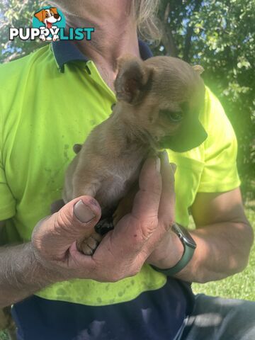 Pure short hair Chihuahua’s