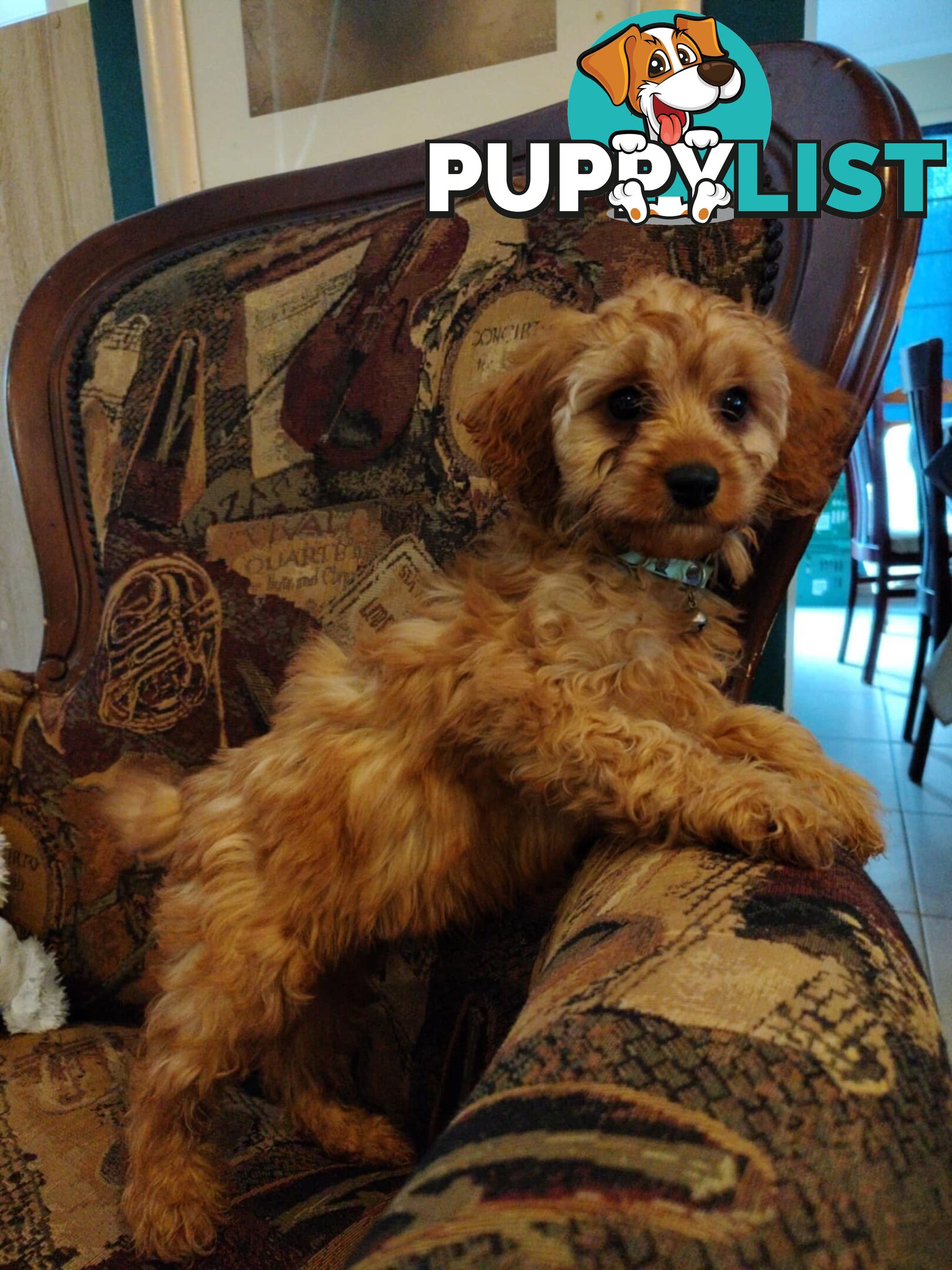 Toy Cavoodles for Hugs and Snugoodles