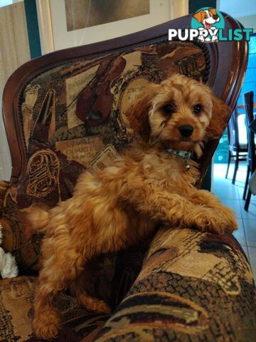 Toy Cavoodles for Hugs and Snugoodles