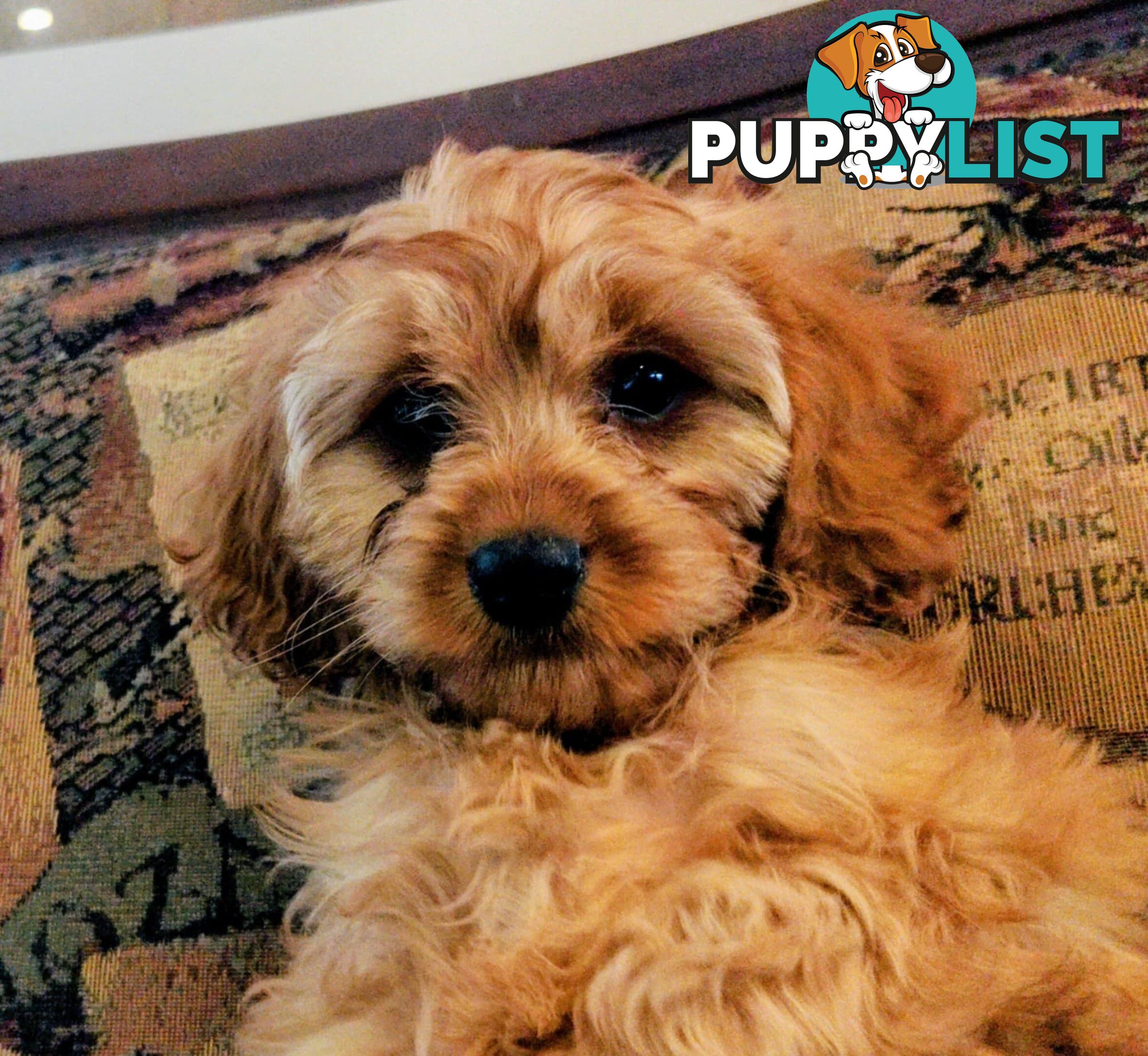 Toy Cavoodles for Hugs and Snugoodles