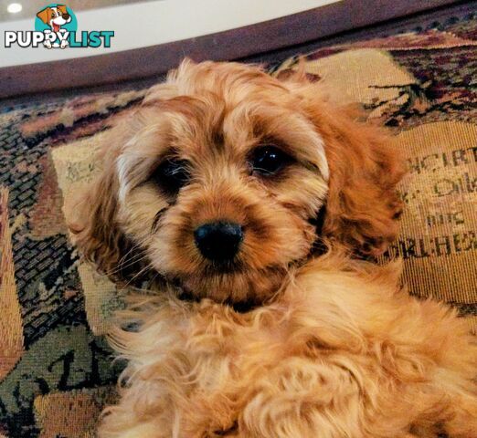 Toy Cavoodles for Hugs and Snugoodles