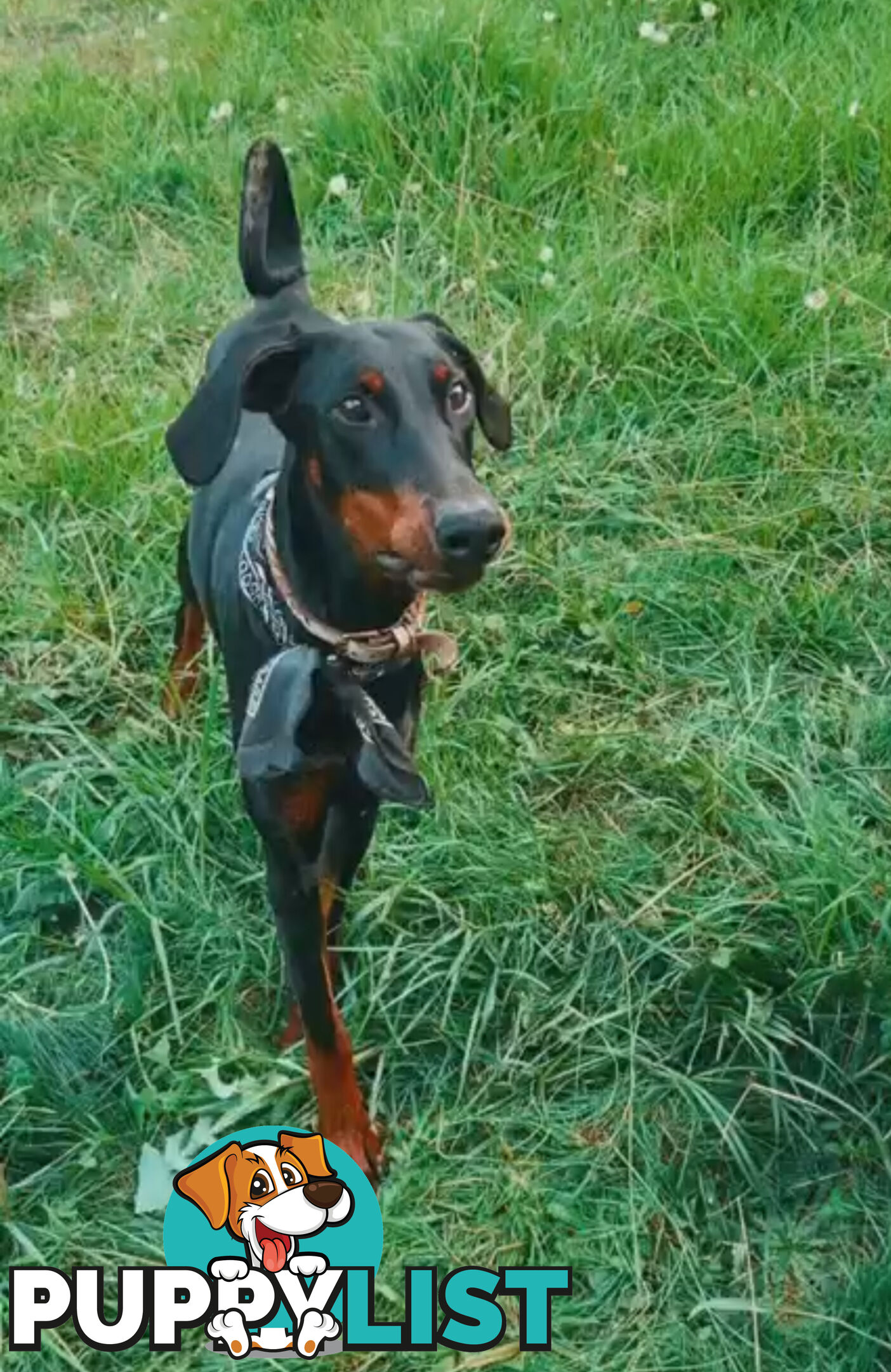 Female Doberman