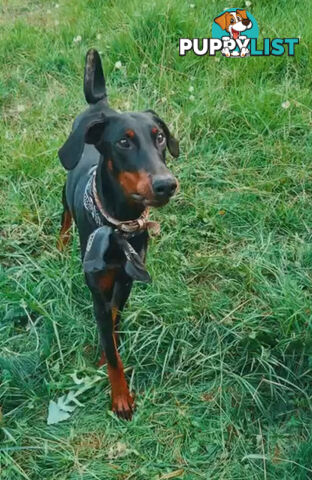 Female Doberman