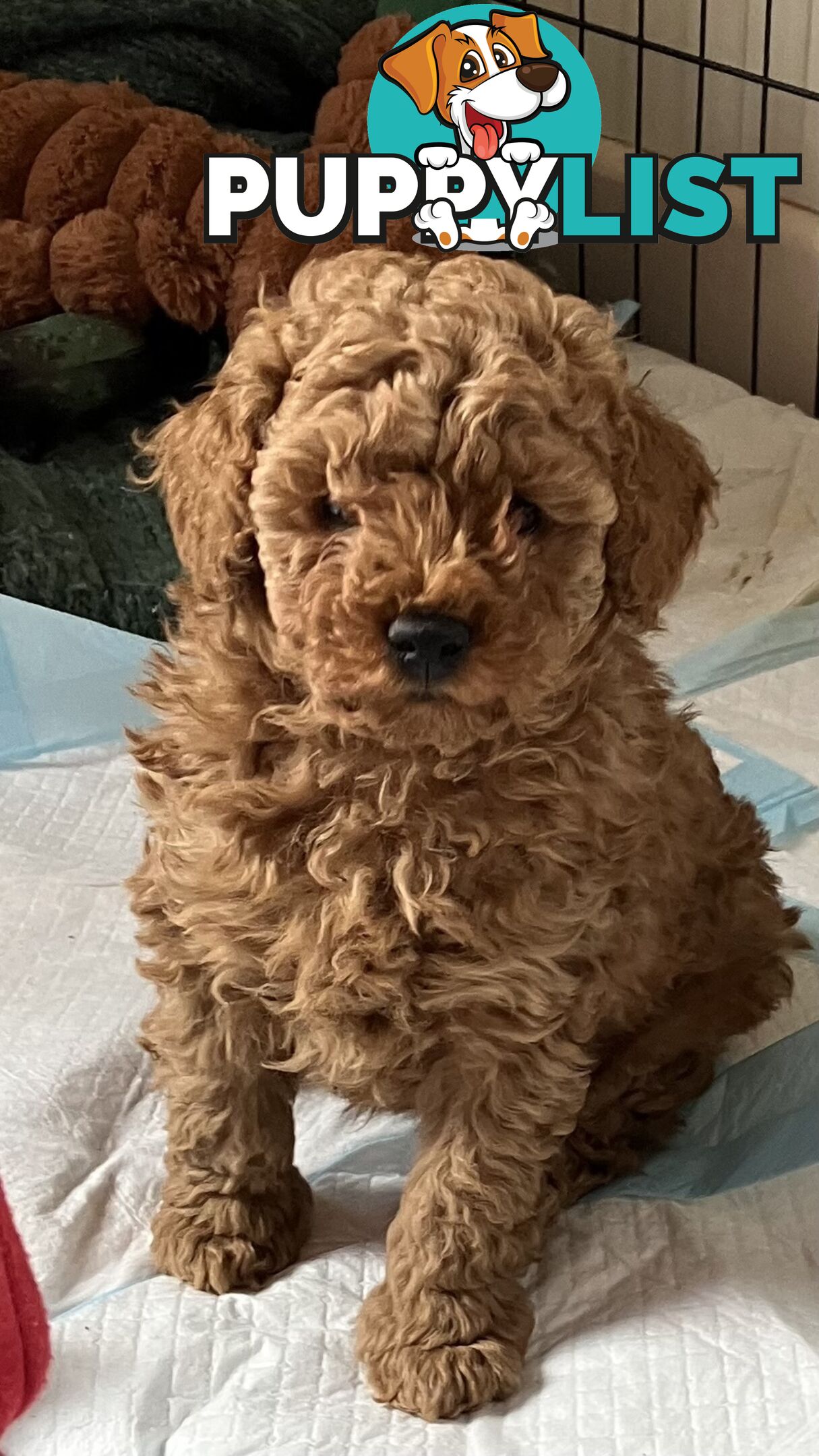 Adorable Reg dogs vic papered purebred poodles
