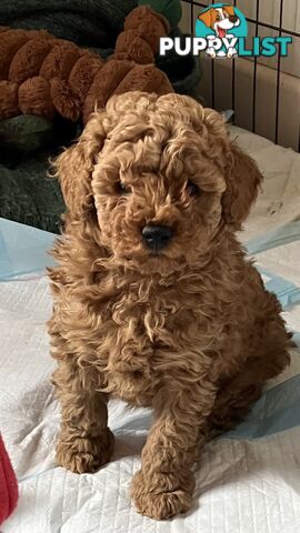 Adorable Reg dogs vic papered purebred poodles