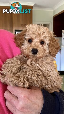 Adorable ANKC reg dogs vic papered purebred poodles