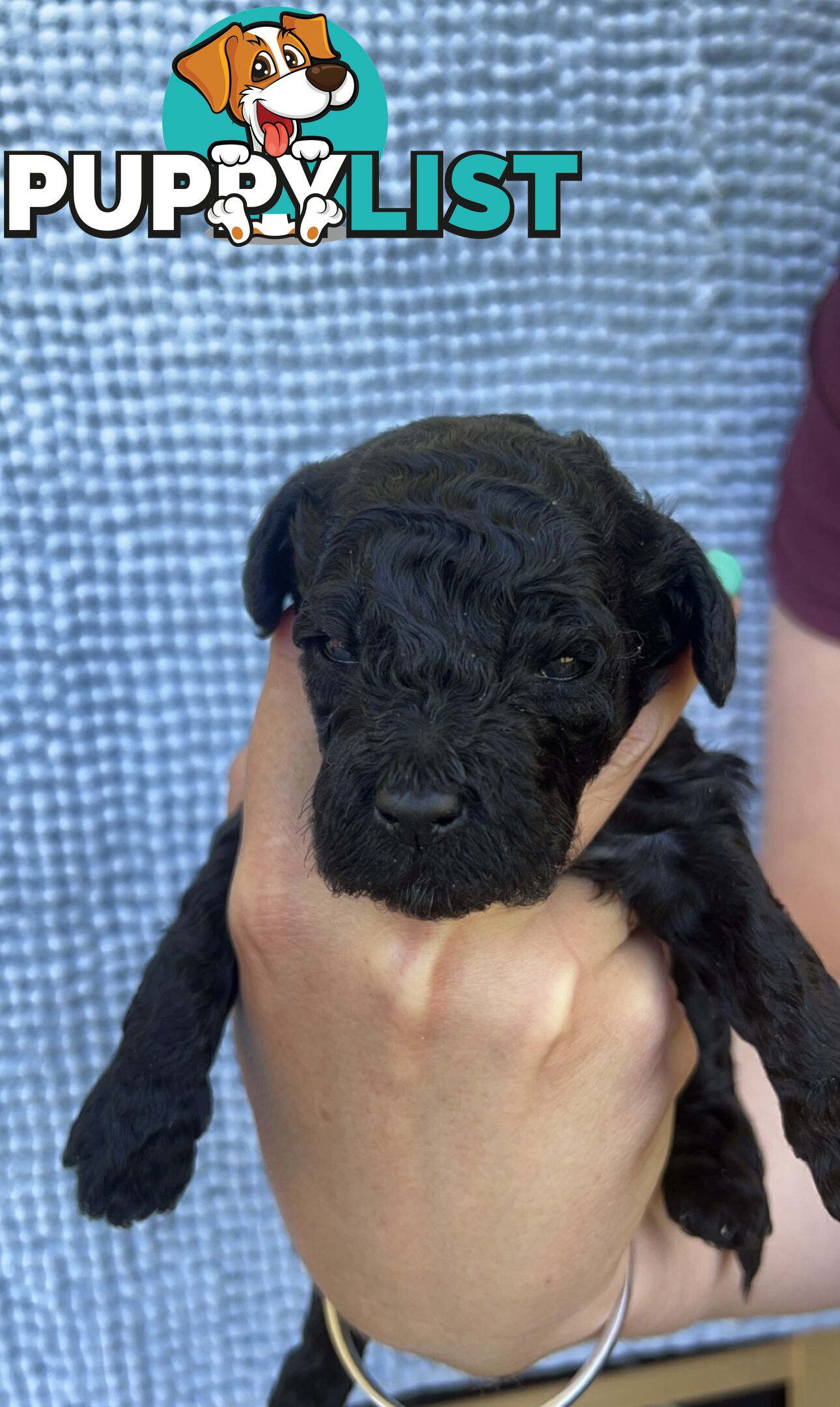 Toy poodle Puppies