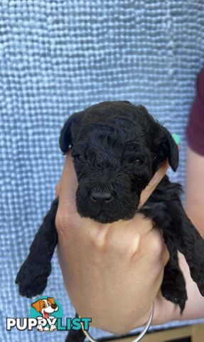 Toy poodle Puppies