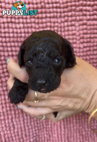 Toy poodle Puppies