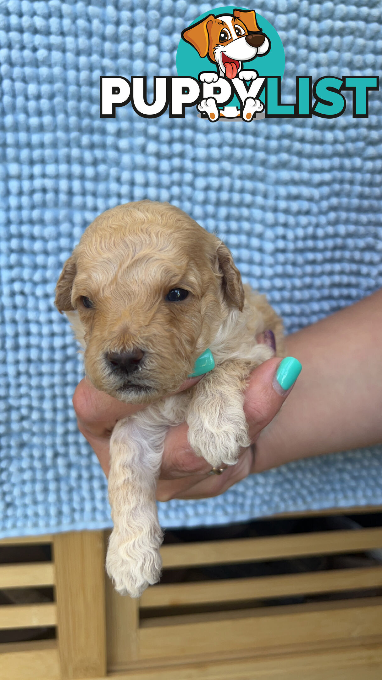 Toy poodle Puppies