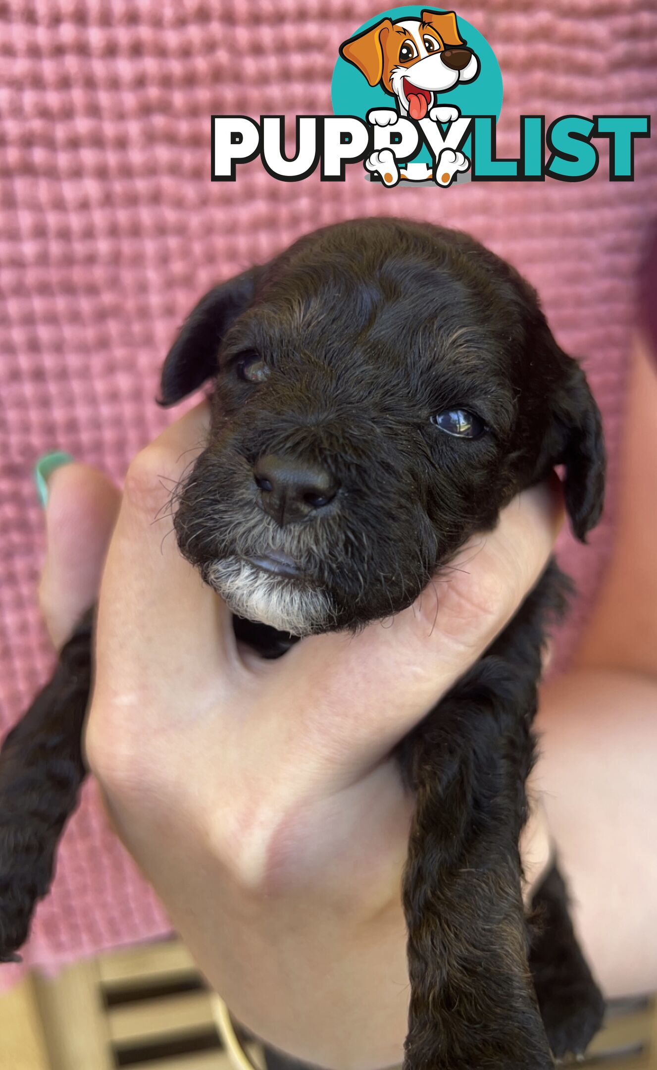 Toy poodle Puppies