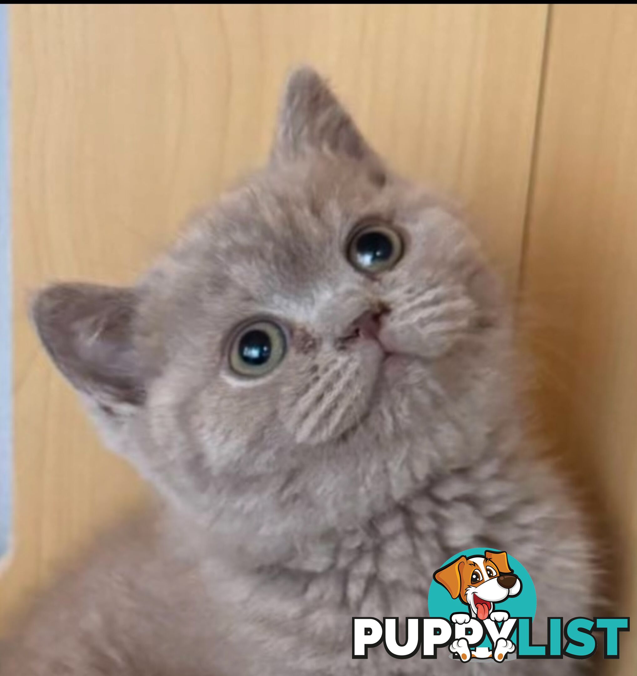 British shorthair Kittens available DELIVERED personally