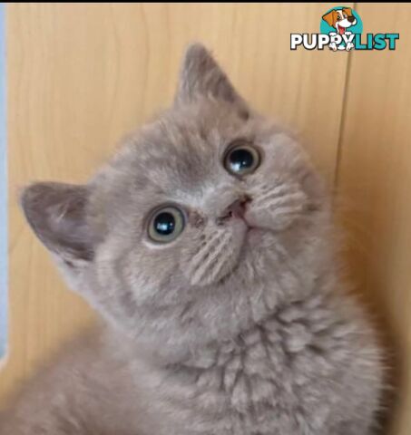 British shorthair Kittens available DELIVERED personally