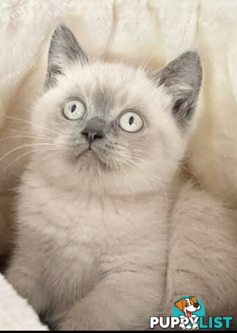 British shorthair Kittens available DELIVERED personally