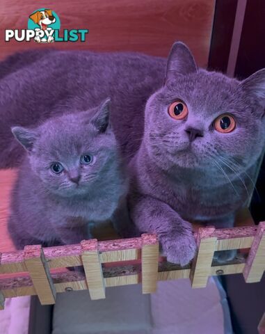 British shorthair Kittens available DELIVERED personally