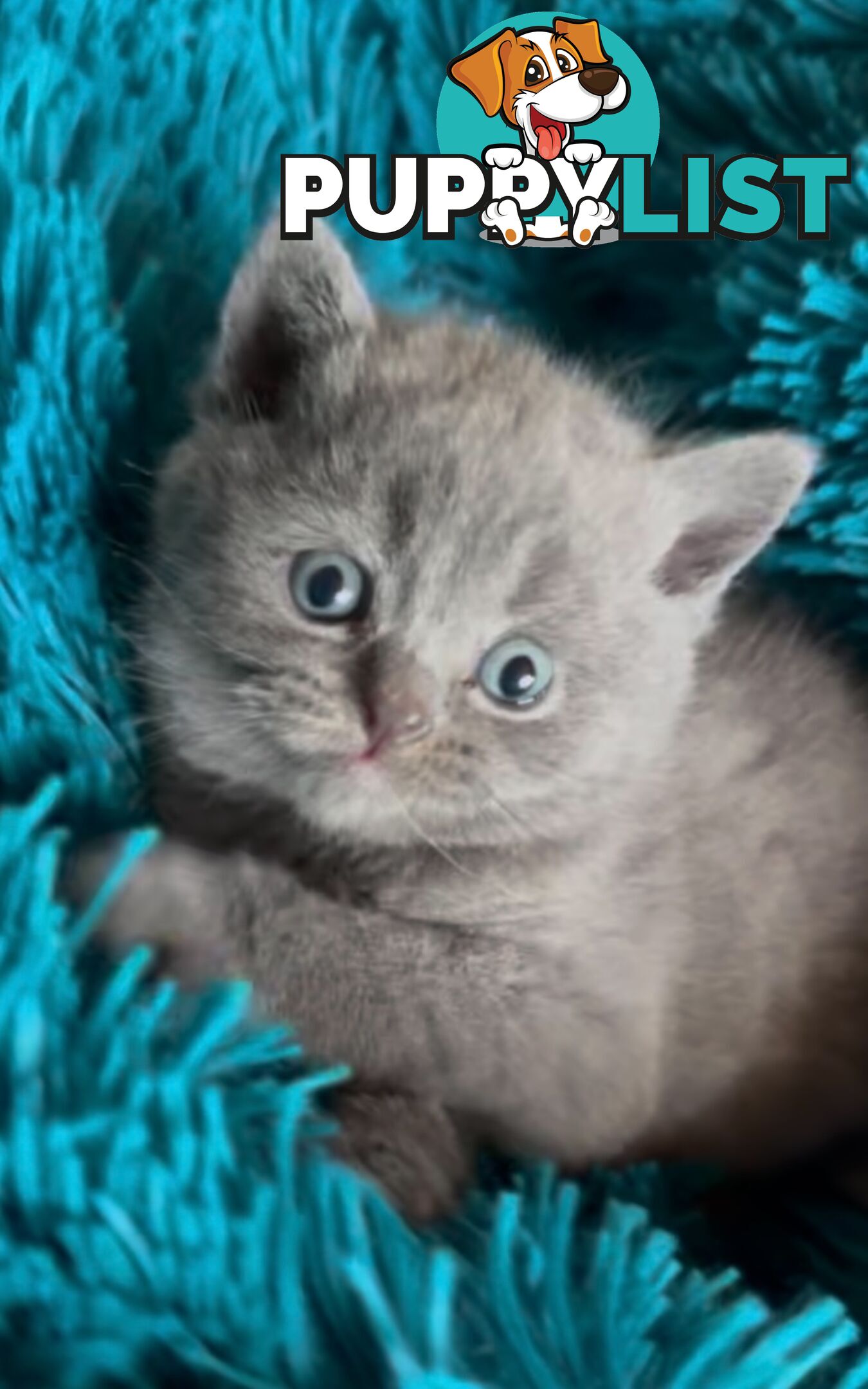 British shorthair Kittens available DELIVERED personally