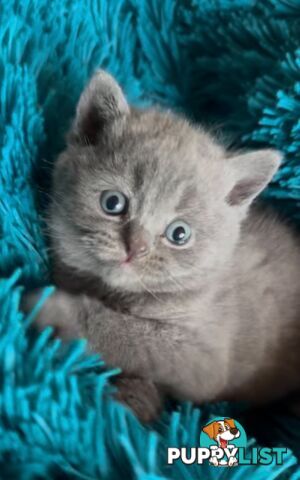 British shorthair Kittens available DELIVERED personally