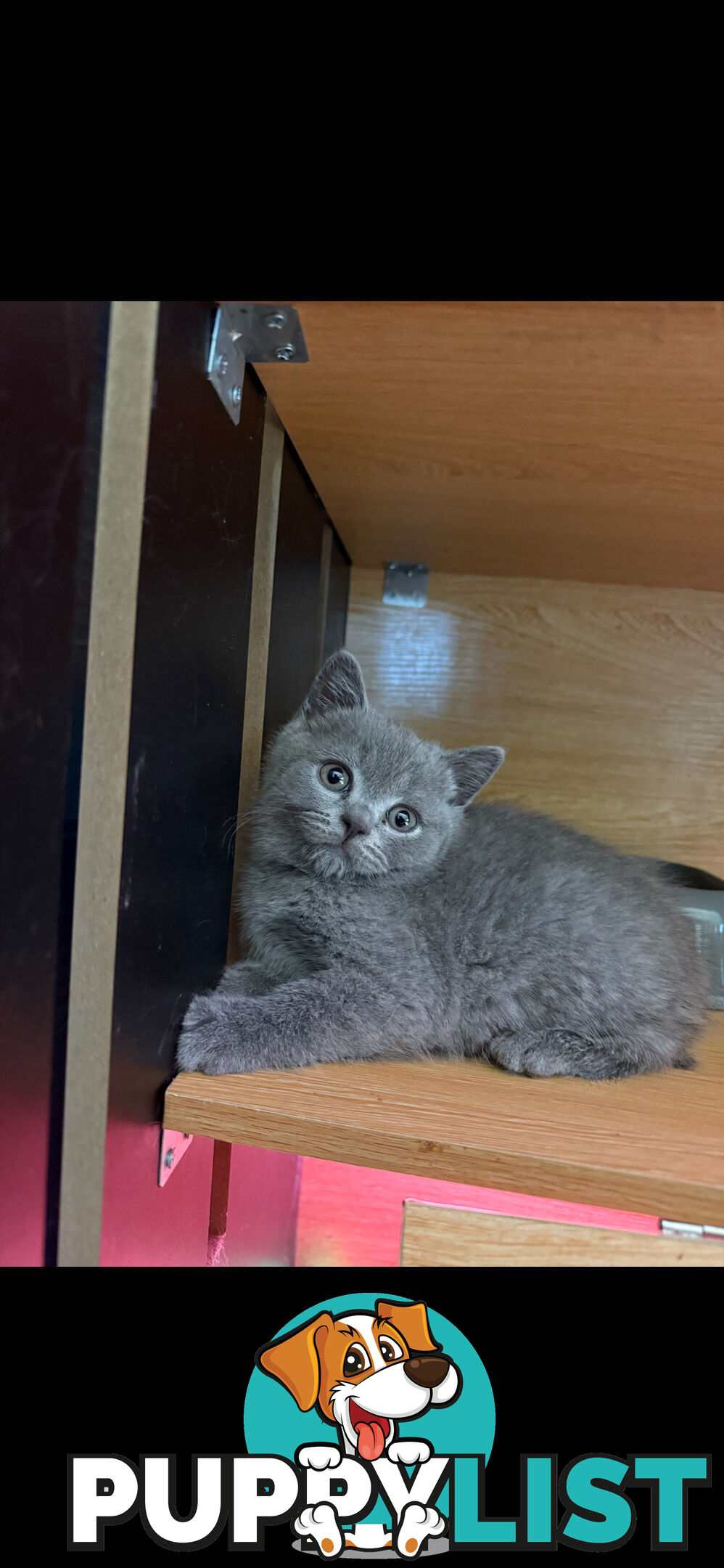 British shorthair Kittens available DELIVERED personally