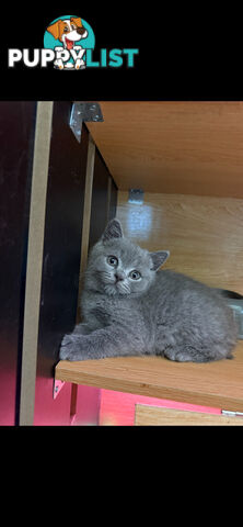 British shorthair Kittens available DELIVERED personally