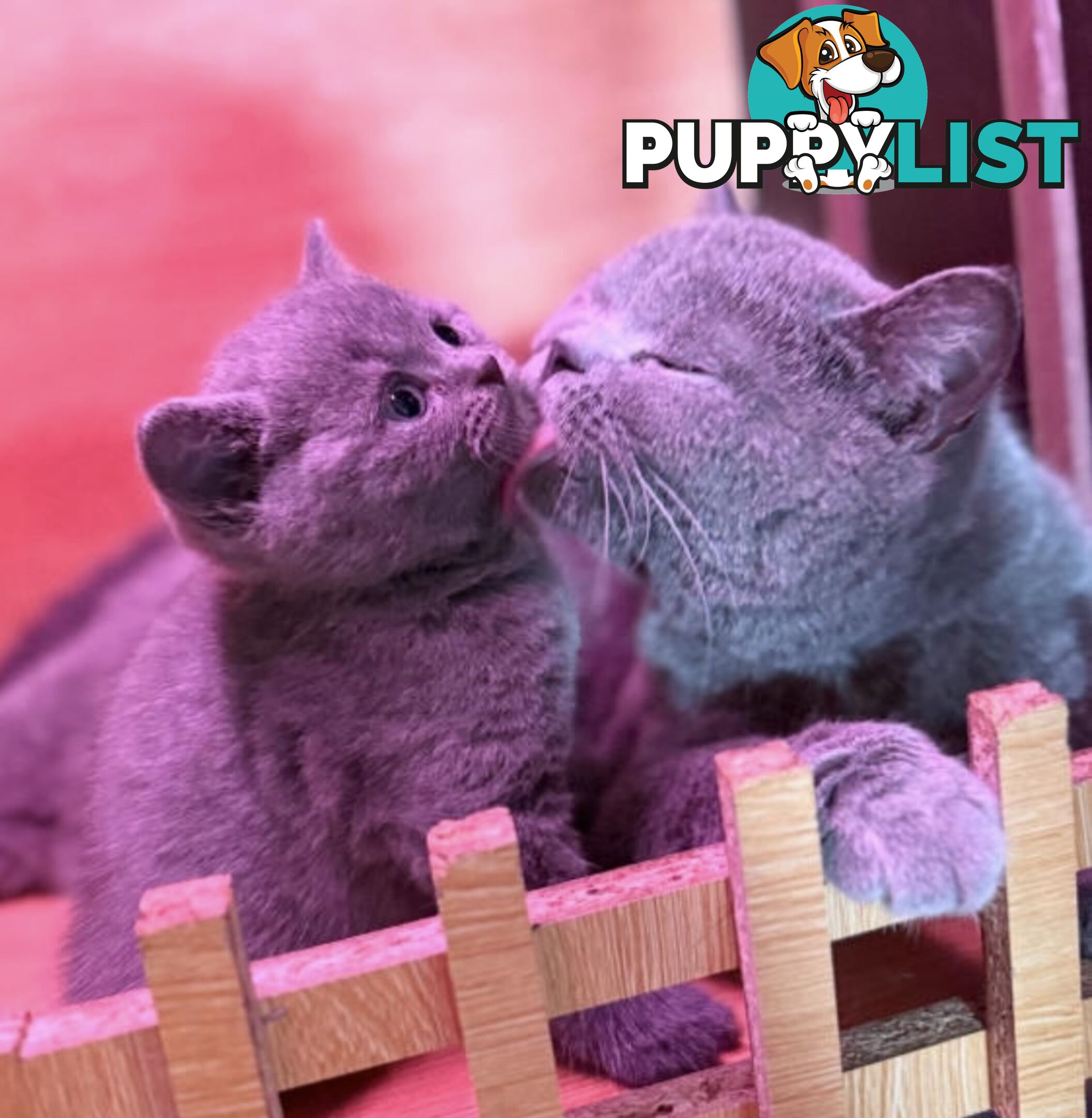 British shorthair Kittens available DELIVERED personally