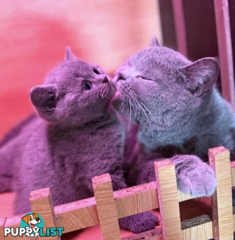 British shorthair Kittens available DELIVERED personally