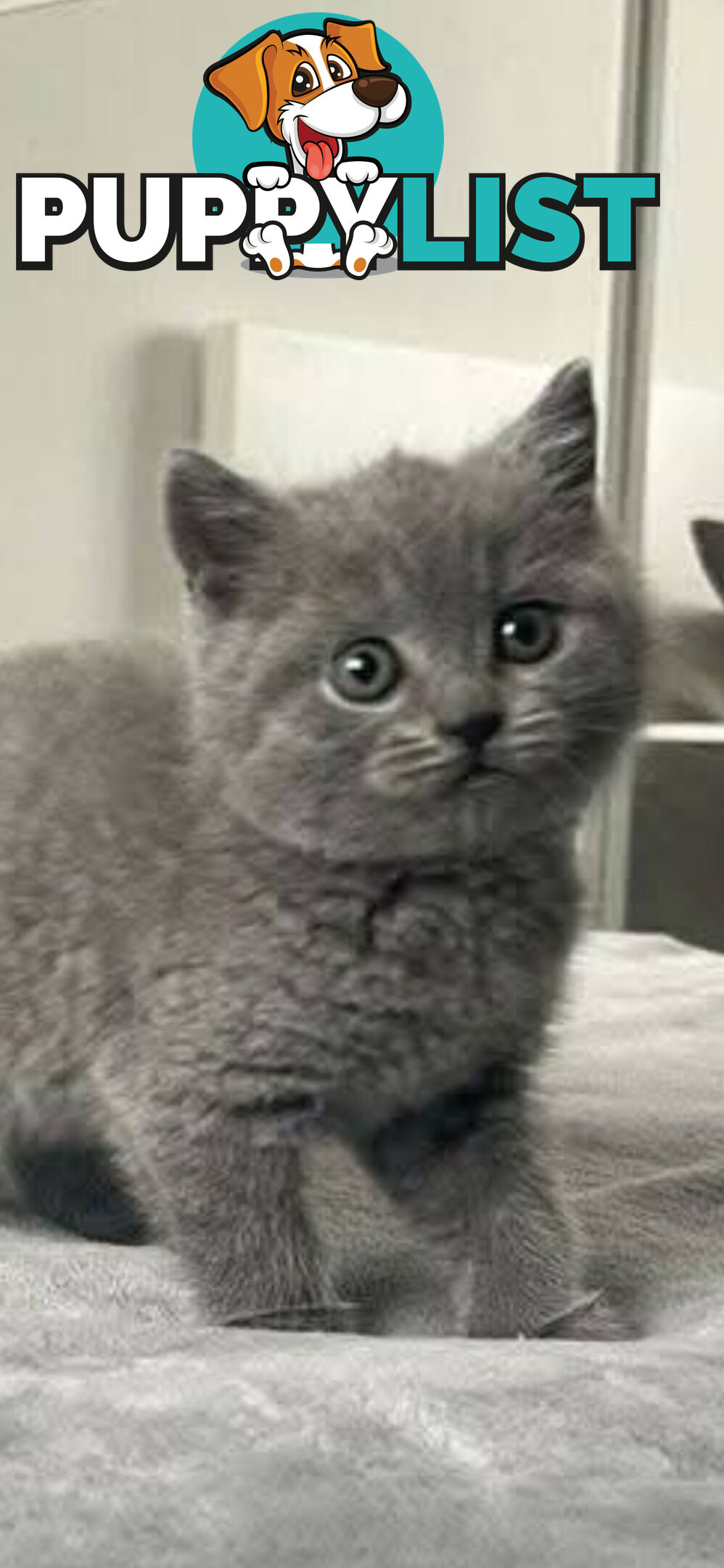 British shorthair Kittens available DELIVERED personally