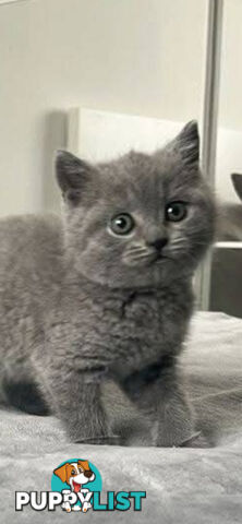 British shorthair Kittens available DELIVERED personally