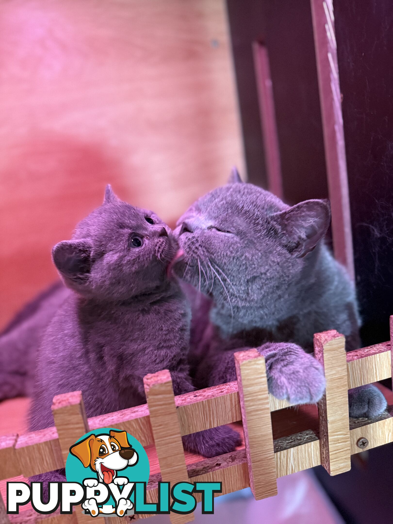 British shorthair Kittens available DELIVERED personally