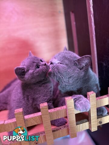 British shorthair Kittens available DELIVERED personally