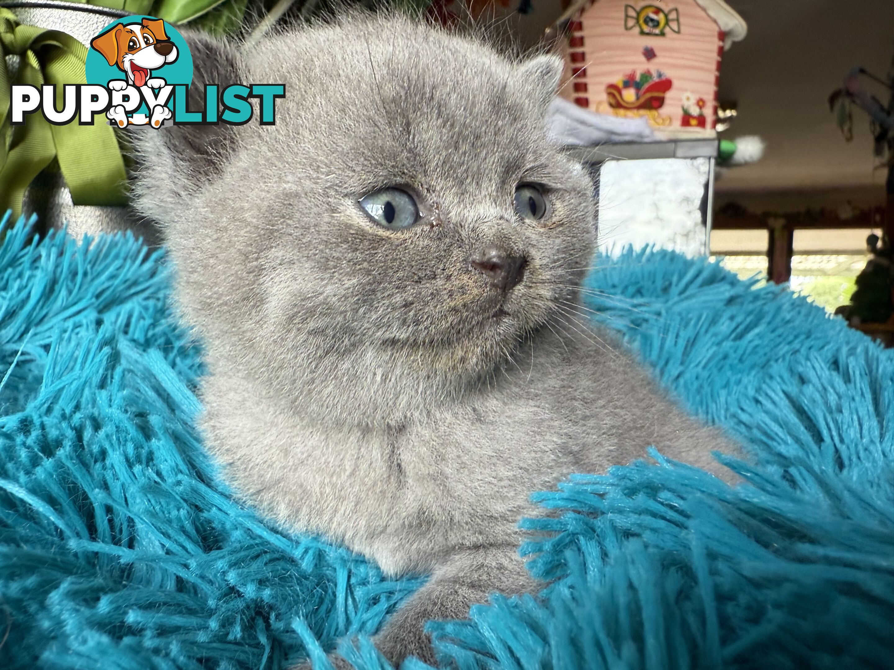 British shorthair Kittens available DELIVERED personally