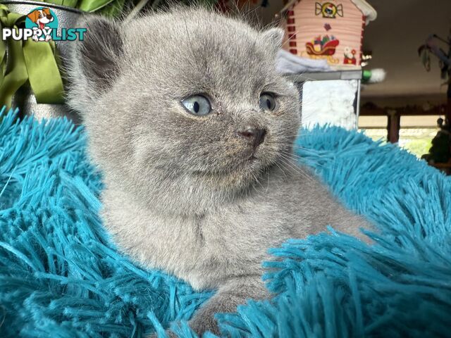 British shorthair Kittens available DELIVERED personally