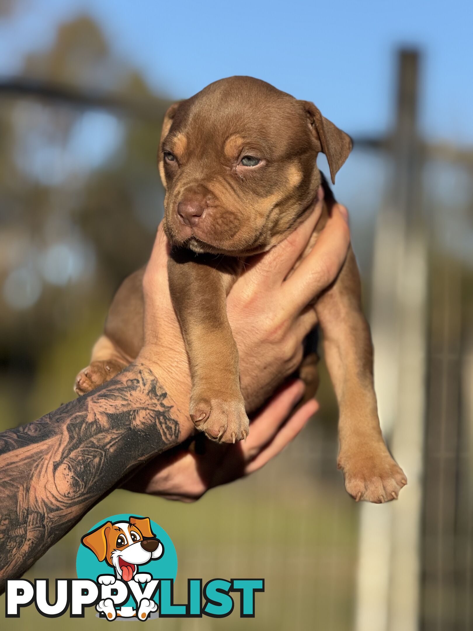 American Bully