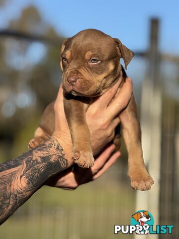 American Bully