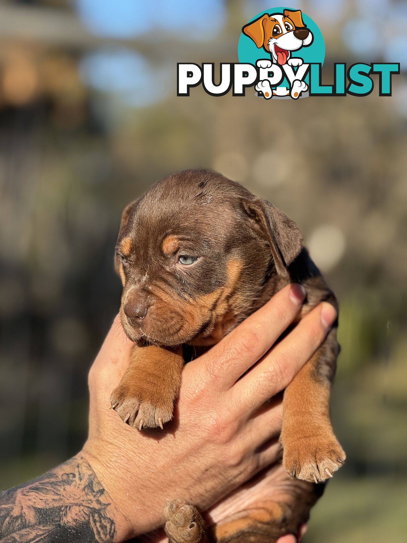 American Bully