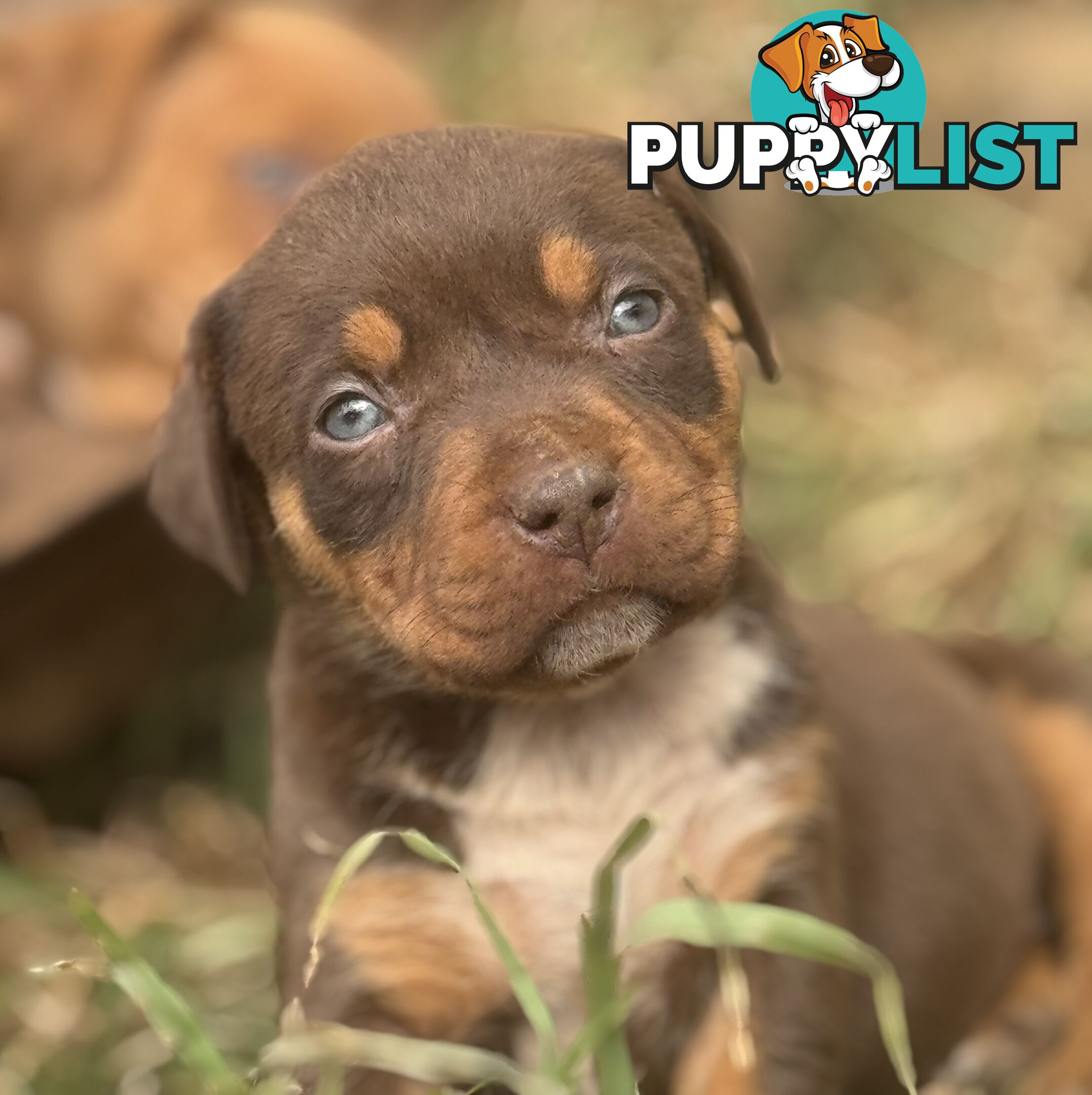 American Bully