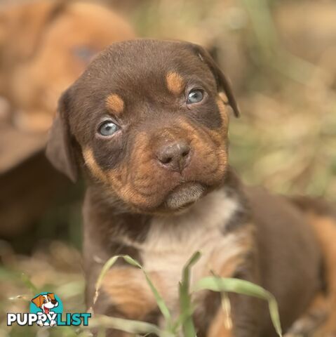 American Bully
