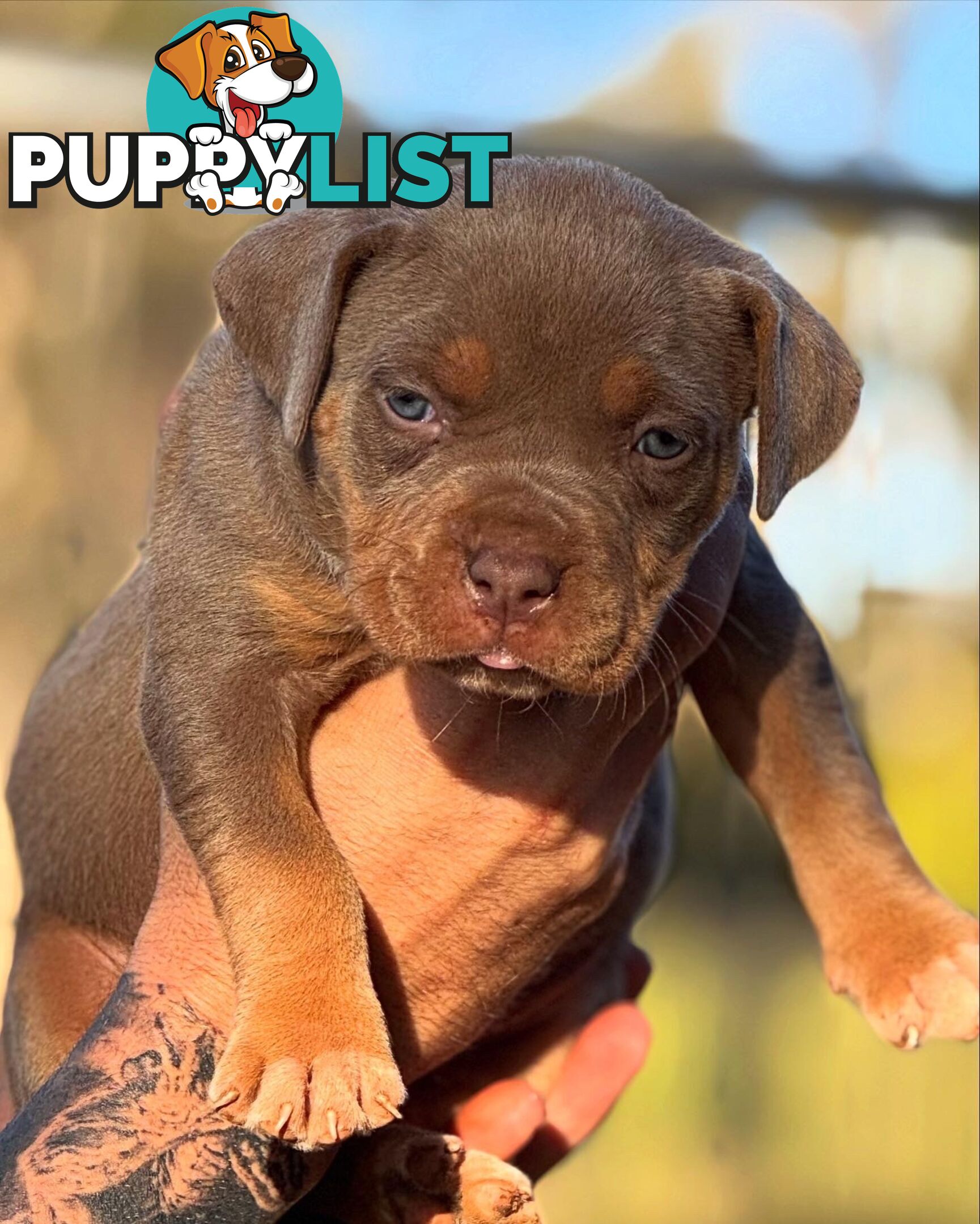 American Bully