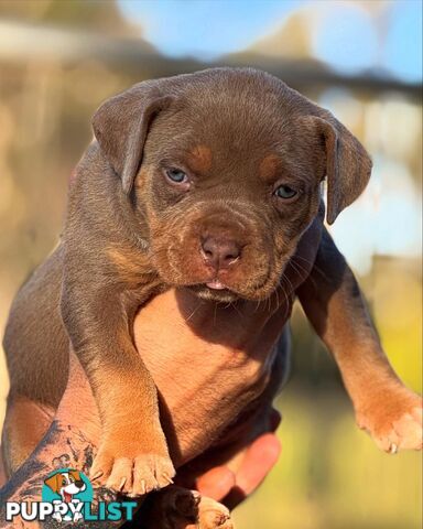 American Bully