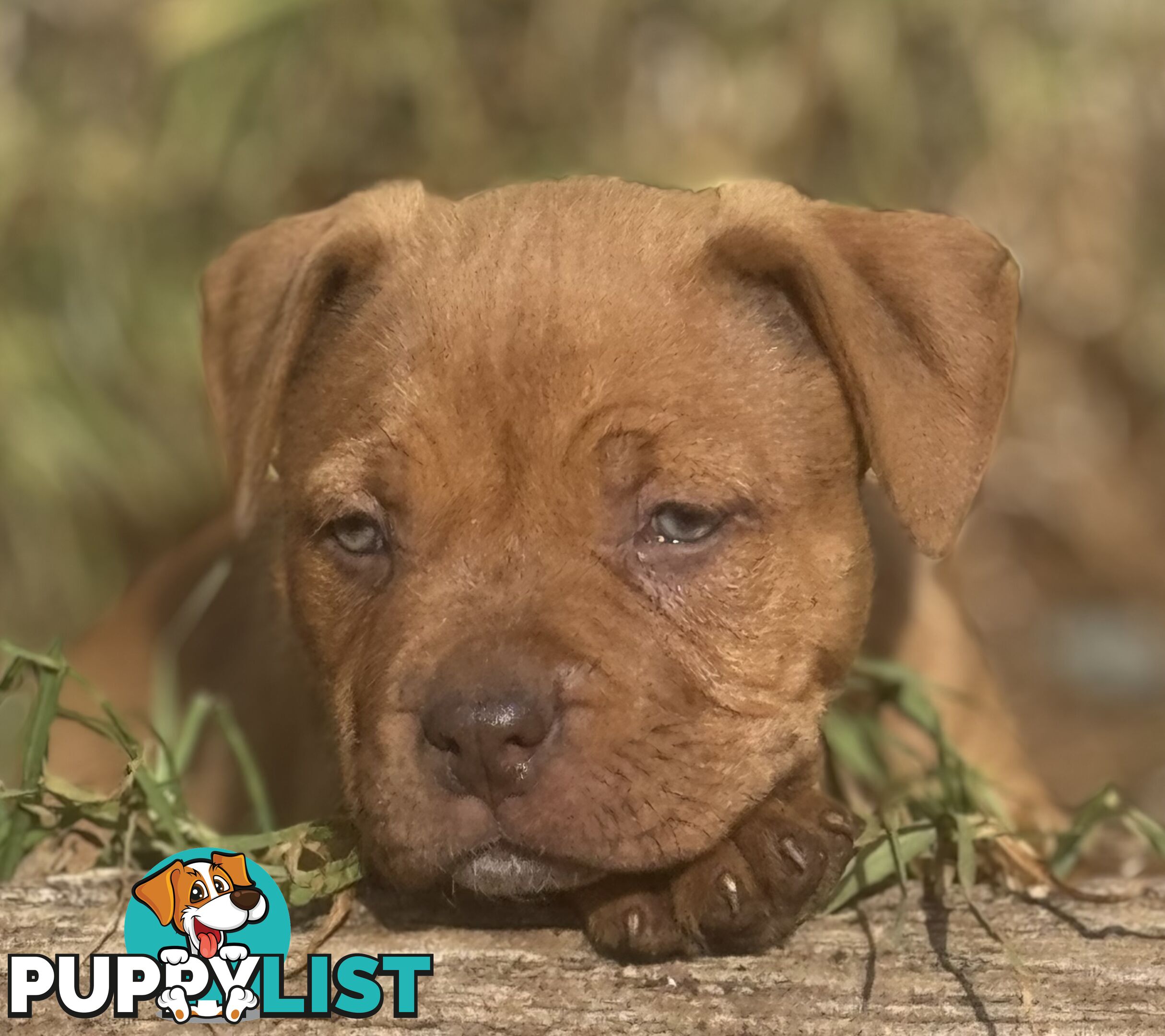 American Bully