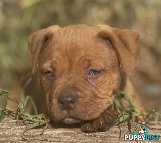 American Bully
