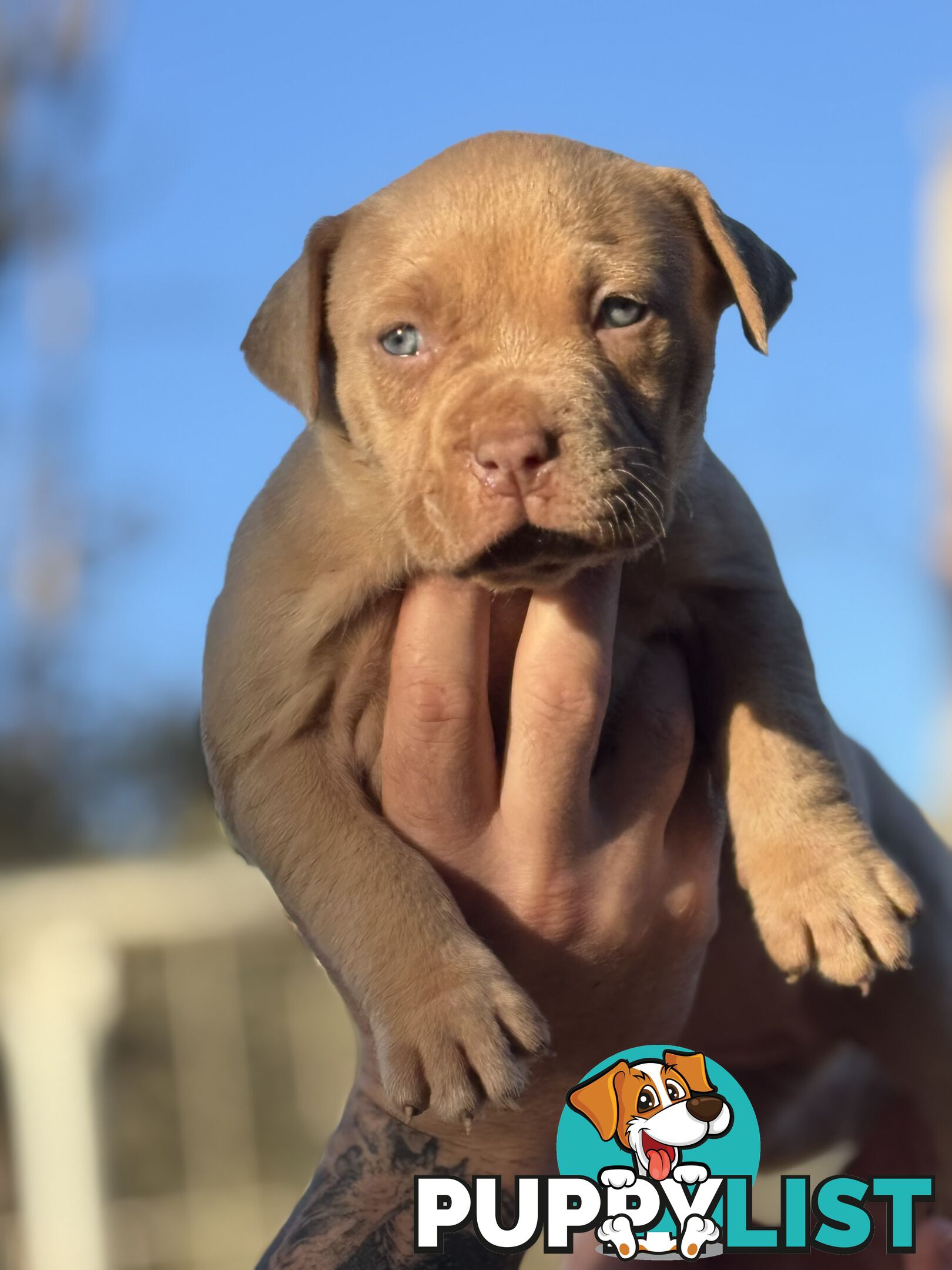 American Bully