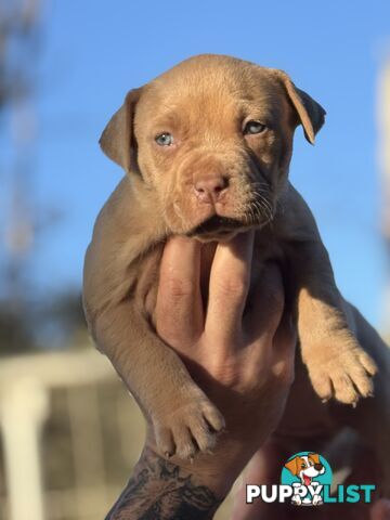 American Bully