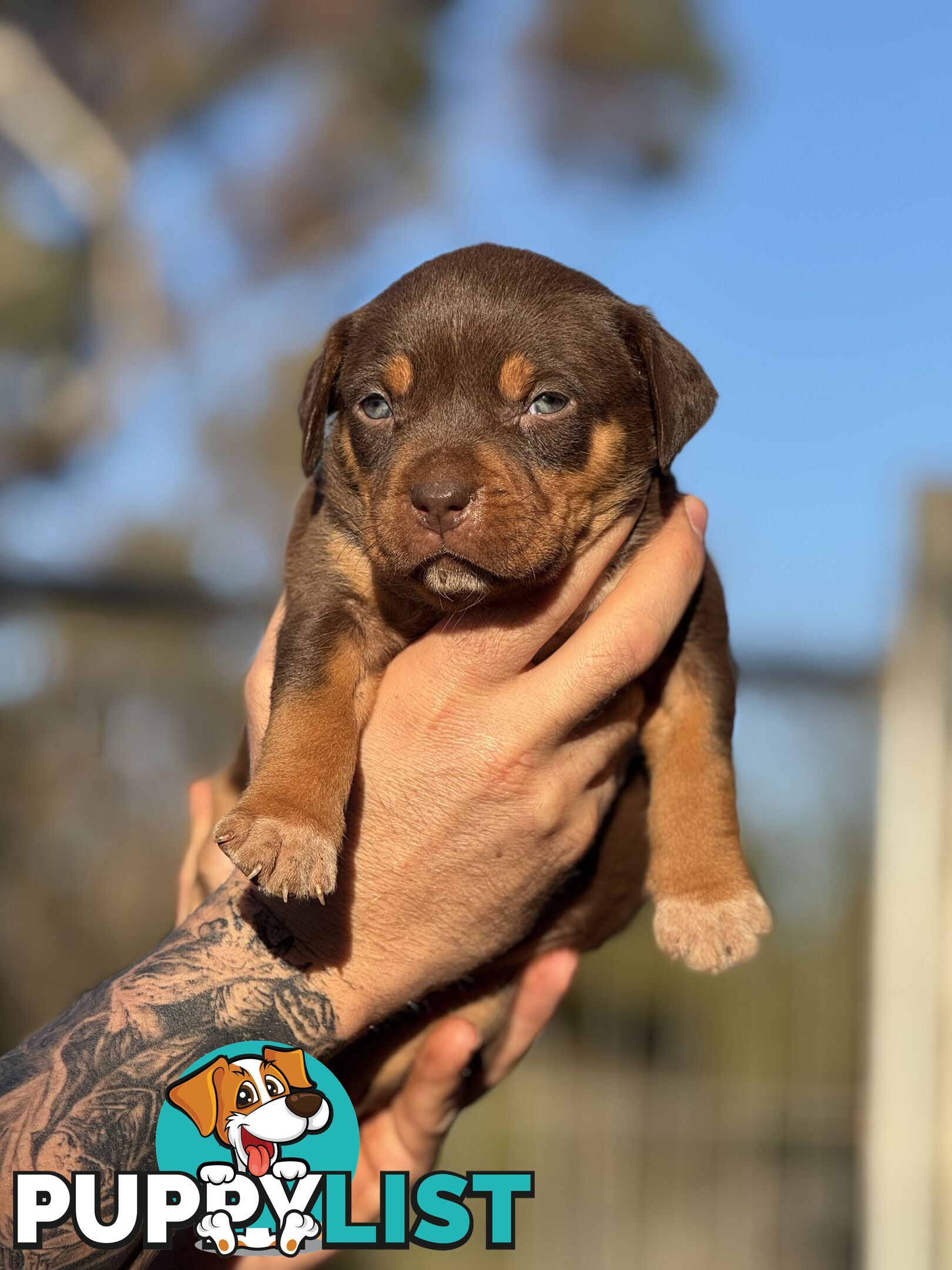American Bully
