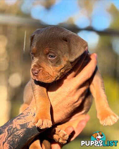 American Bully