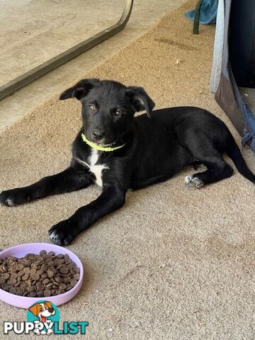 Kelpie Pups