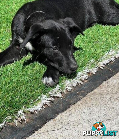 Kelpie Pups